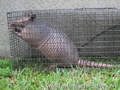 How do you trap and armadillo?