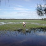 Coastal wetlands for waterfowl management