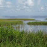 Coastal wetland