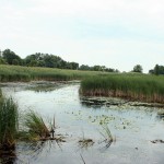 This flooded wetland will benefit ducks and geese