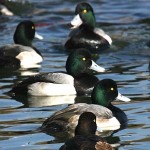 Scaup rest at a coastal wetland