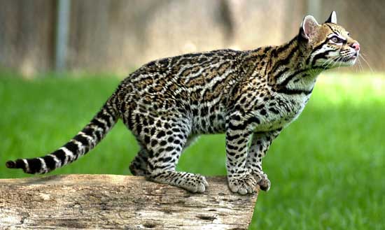 Learn to identify the ocelot from this photo
