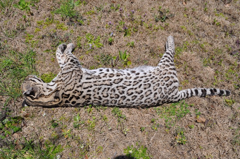 Ocelot found road-killed in Palo Pinto County