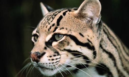 TPWD investigates Palo Pinto ocelot