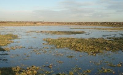 Wetland Management for Better Duck Hunting