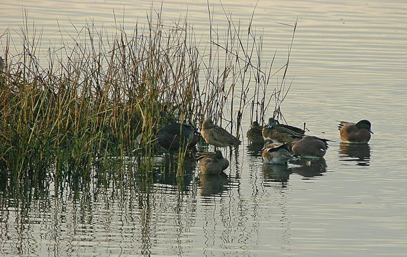 Puddle ducks enjoy shallow pond water for feeding