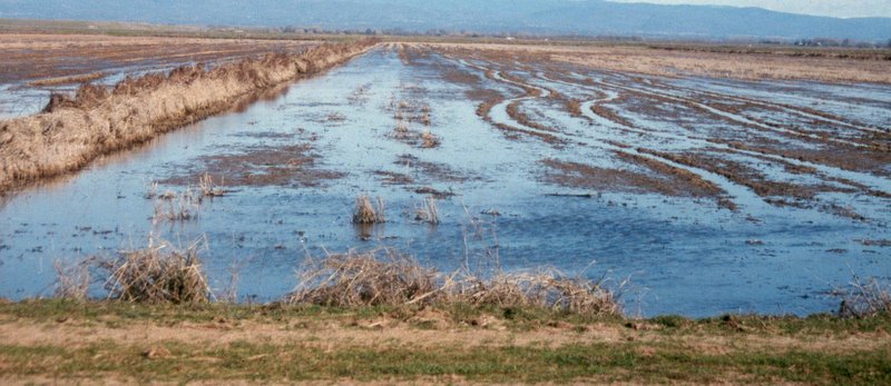 Waterfowl management on agricultural (farm) lands