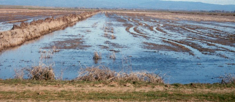 Waterfowl management for Wetland Habitat