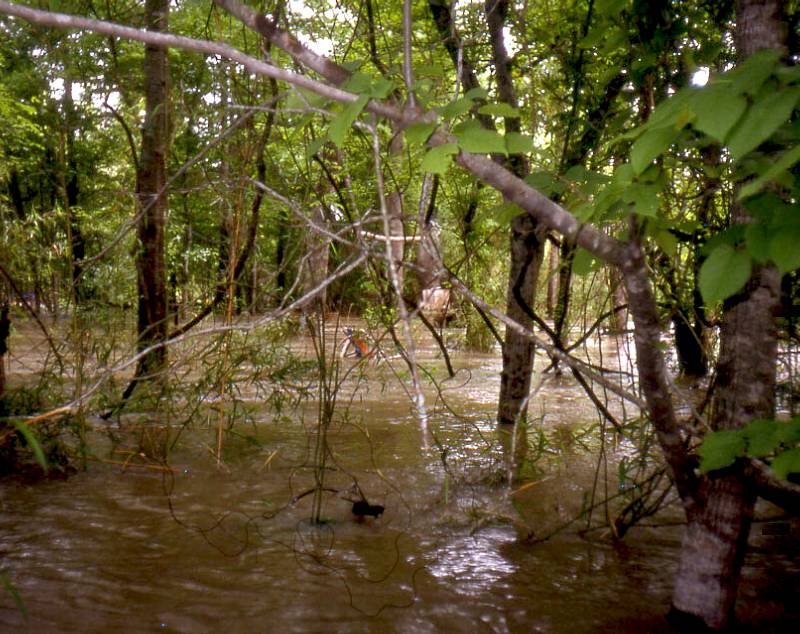 Wetland management for waterfowl in bottomland hardwoods.