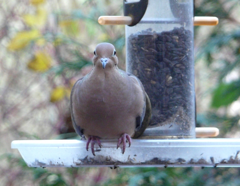 Trichonomiasis is a Mourning Dove Disease