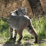 Bobcat Photo