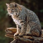 Bobcat picture