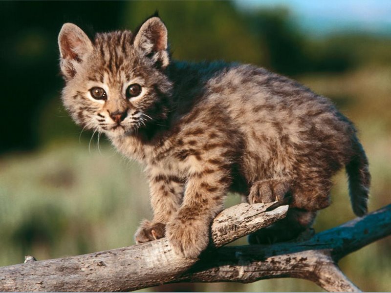 Bobcat kitten