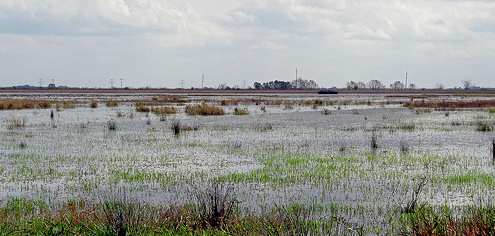 Habitat Management for Ducks and Geese