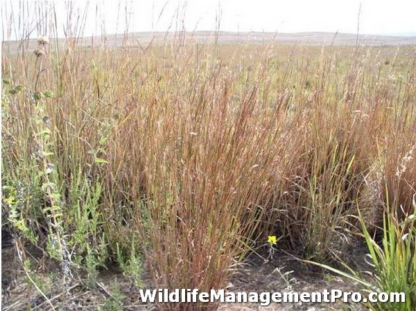 Prescribed Burning for Wildlife and Habitat Management