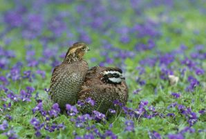 Quail Habitat Improvement for Quail Management