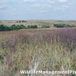 Quail Hunting in Texas: Quail Habitat Management, Not Regulations