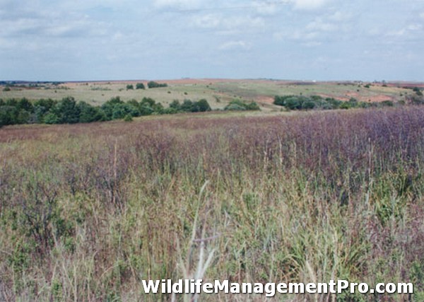 Quail Hunting in Texas: Quail Habitat Management, Not Regulations