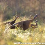 Wildlife Management for Texas Wildlife - Kerr County & Brown County