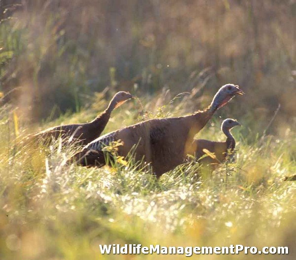 Range Management: Habitat Management for Improved Wildlife Populations