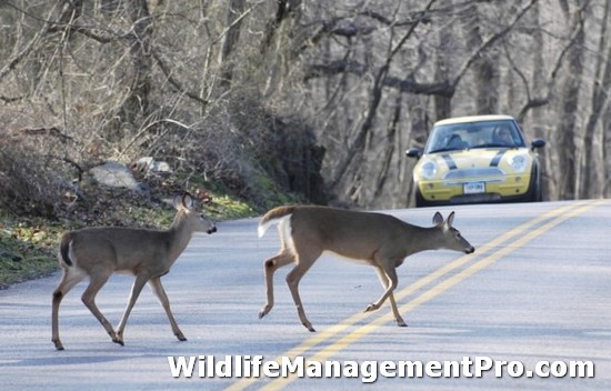Deer Overpopulation Causes Habitat Management Issues