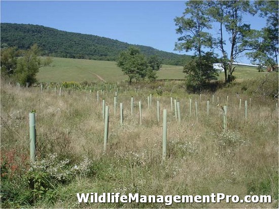 Texas Tree Nursery for Wildlife Habitat Management