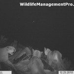 Eight (8) Mountain Lions in a Photo from Brady, Texas