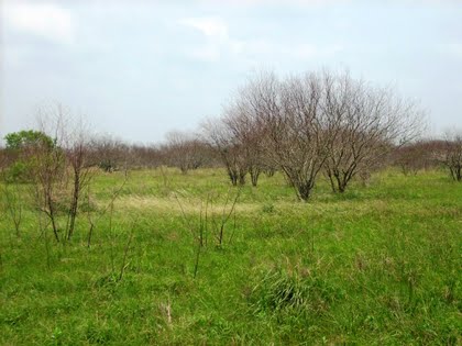 Brush Control and Brush Management Training