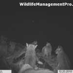 Mountain Lion Group Photo