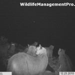 Photo of a Group of 8 Mountain Lions in Texas