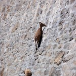 Ibex Goats Climbing Near the Italian Alps