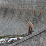 Ibex Goats Climbing the Diga del Ingino Dam in Italy