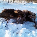 Giant Record Elk Found Stuck in Mud in Minnesota