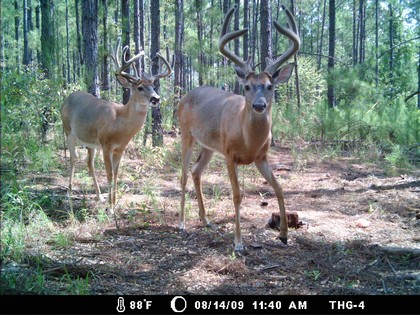 Game Cameras for Whitetail Deer Surveys