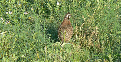 Covey Headquarters for Quail Habitat Management