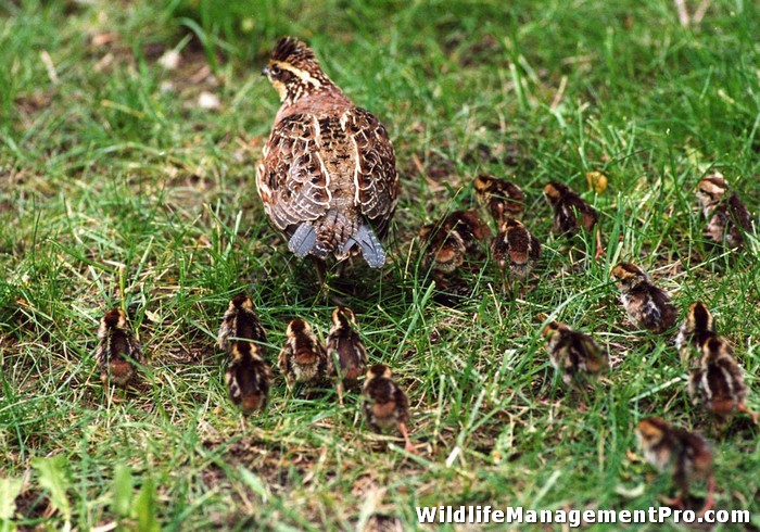 Quail Habitat Management and Improvement - Best Grasses for Quail