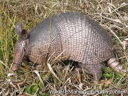 Do armadillos carry leprosy?