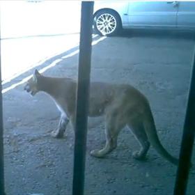 Mountain Lion in El Paso