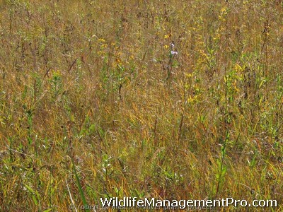 Conservation Easements for Habitat Preservation and Wildlife Management