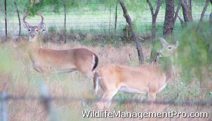 South Texas Wildlife Management Conference focuses on Habitat