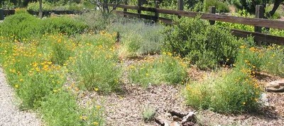 Wildscaping in Texas: Better Habitat, Water Conservation