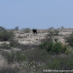 Wildlife Management: Black Bears in Texas