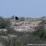 Bear in Texas