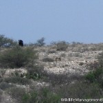 Wildlife Management: Black Bears in Texas