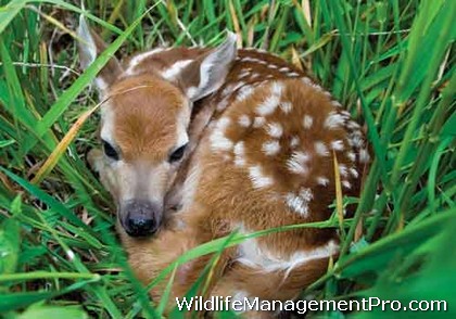 Abandoned Fawn What Should I Do?