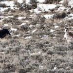 Golden Eagle Kills Pronghorn