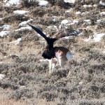 Golden Eagle Kills Pronghorn