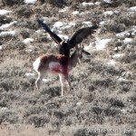 Golden Eagle Attacks and Kills Pronghorn Antelope