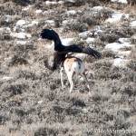 Golden Eagle Attacks and Kills Pronghorn Antelope