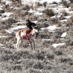 Eagle Attacks Antelope